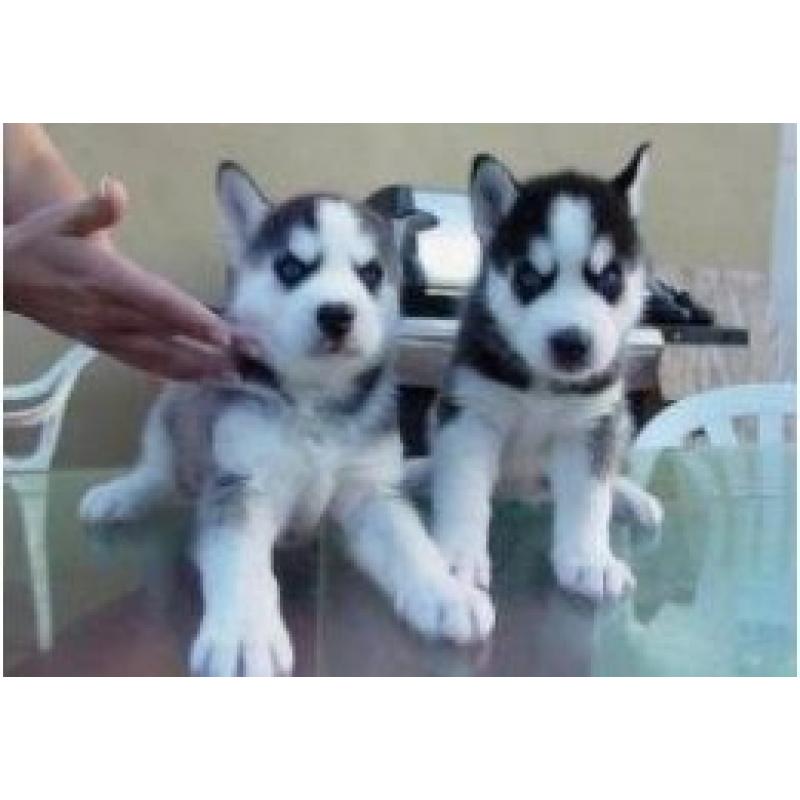 Siberiche puppy's te koop