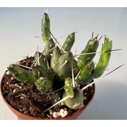 Tephrocactus Glomerata