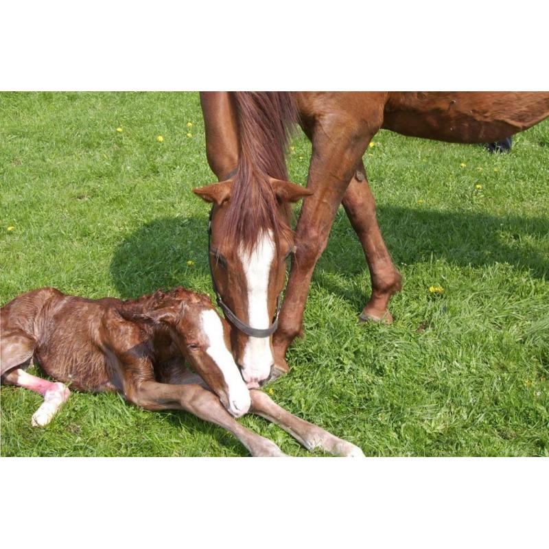 Geboortemelder voor paarden te huur